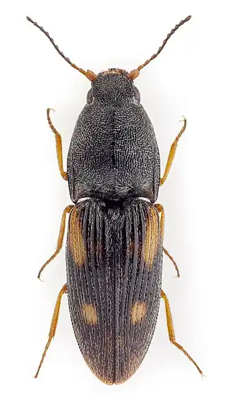 Negastrius sabulicola