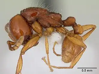 Neivamyrmex angustinodis