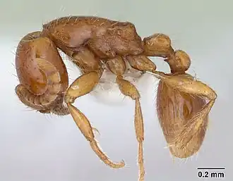 Neivamyrmex carettei