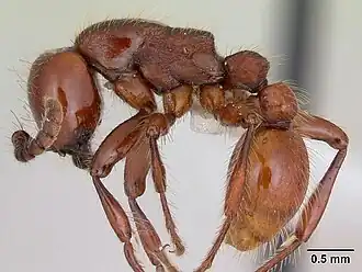 Neivamyrmex diversinodis