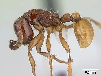 Neivamyrmex emersoni