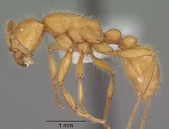 Neivamyrmex harrisii