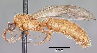 Neivamyrmex melshaemeri