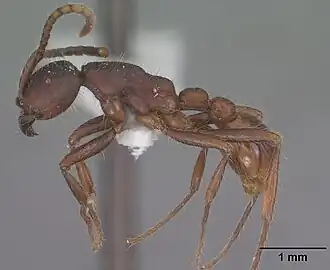 Neivamyrmex nigrescens