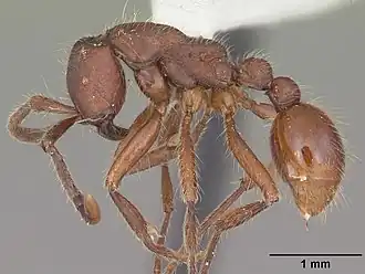 Neivamyrmex texanus
