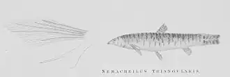 Nemacheilus triangularis