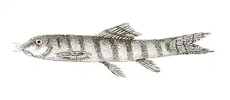 Schistura cincticauda