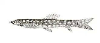 Nemacheilus guentheri