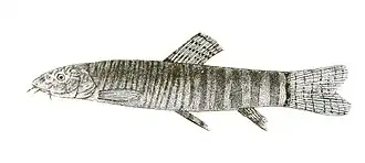 Schistura multifasciata