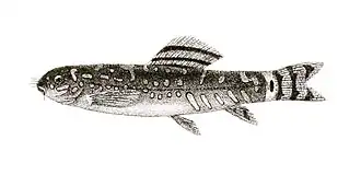 Nemacheilus pulchellus