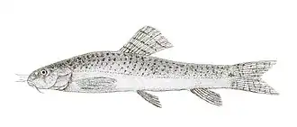 Nemacheilus semiarmatus