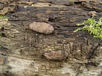 Grijze korstkogelzwam