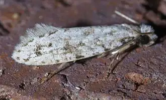 Nemapogon acapnopennella