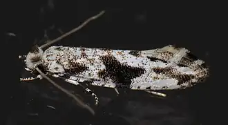 Nemapogon angulifasciella