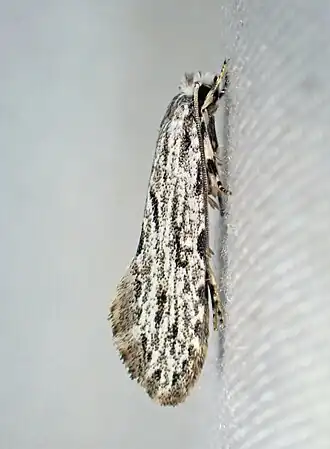 Nemapogon multistriatella