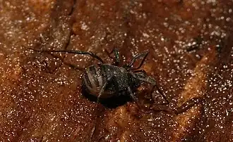 Nemastoma dentigerum