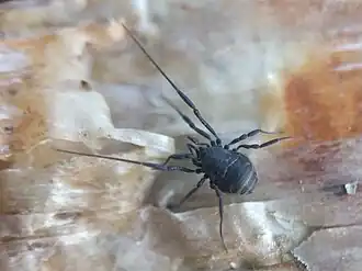 Nemastoma dentigerum