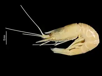 Nematocarcinus africanus