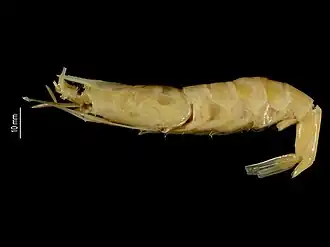 Nematocarcinus crosnieri