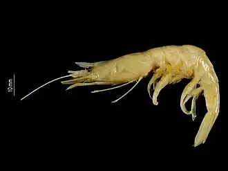 Nematocarcinus kaiensis