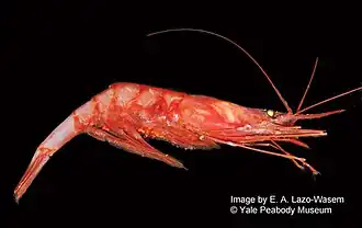 Nematocarcinus lanceopes