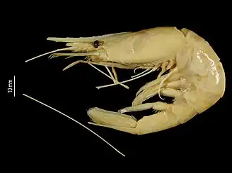 Nematocarcinus machaerophorus