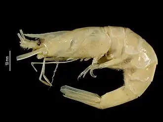 Nematocarcinus paucidentatus