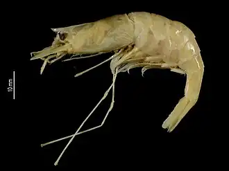 Nematocarcinus subtilis