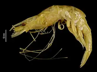 Nematocarcinus tenuipes