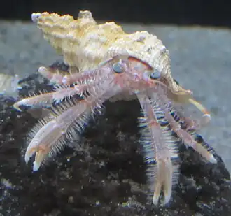 Nematopagurus lepidochirus