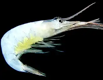 Nematopalaemon schmitti