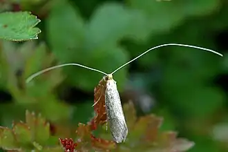 Nematopogon swammerdamella