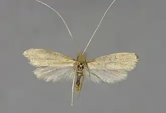 Nematopogon sericinellus