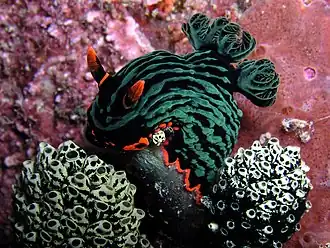Nembrotha kubaryana Nudibranchia