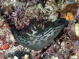 Nembrotha mullineri