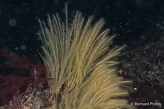 Vertakte kranspoliep