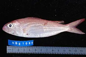 Nemipterus bipunctatus