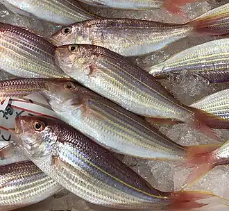 Gouden valse snapper