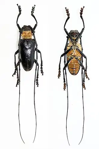 Nemophas batoceroides