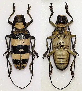 Nemophas rosenbergii