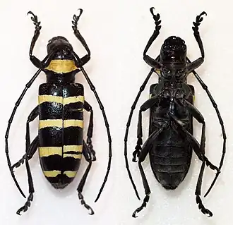 Nemophas subcylindricus