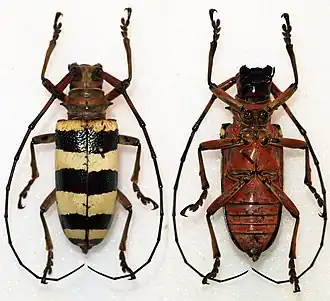 Nemophas subterrubens