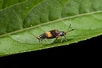 Nemophora rubrofascia