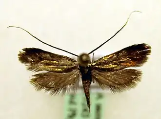 Nemophora cupriacella