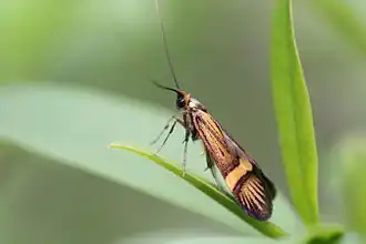 Nemophora degeerella