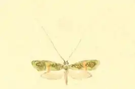 Nemophora dumerilella