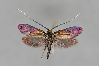 Nemophora istrianellus