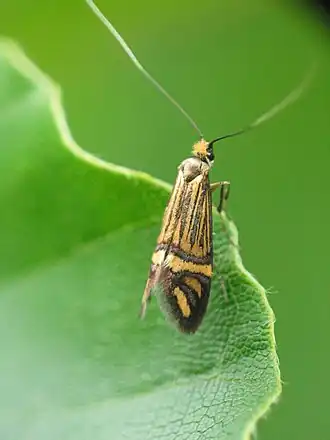 Nemophora ochsenheimerella
