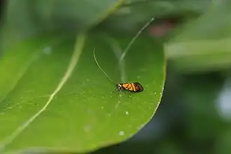 Nemophora optima