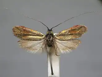 Nemophora prodigellus